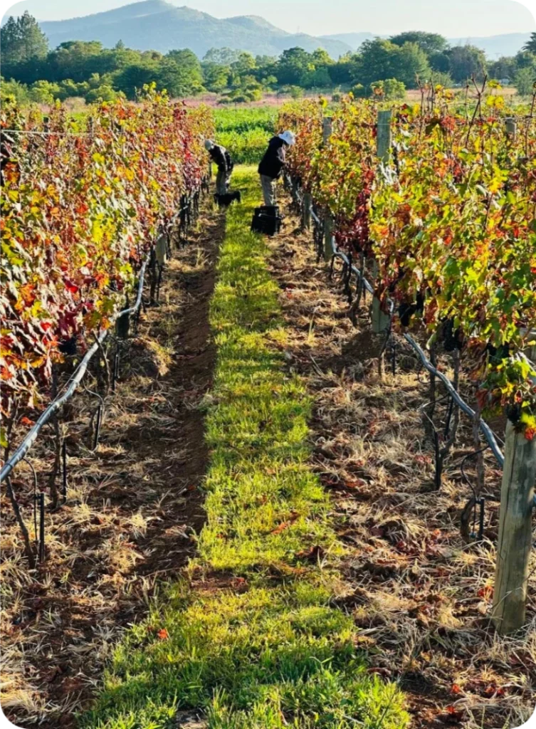 Hazon-Vines-stories1