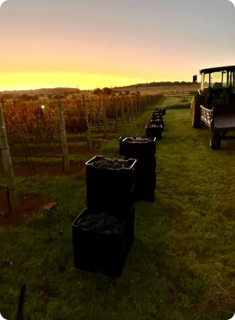 Hazon-Vines-vinyards1