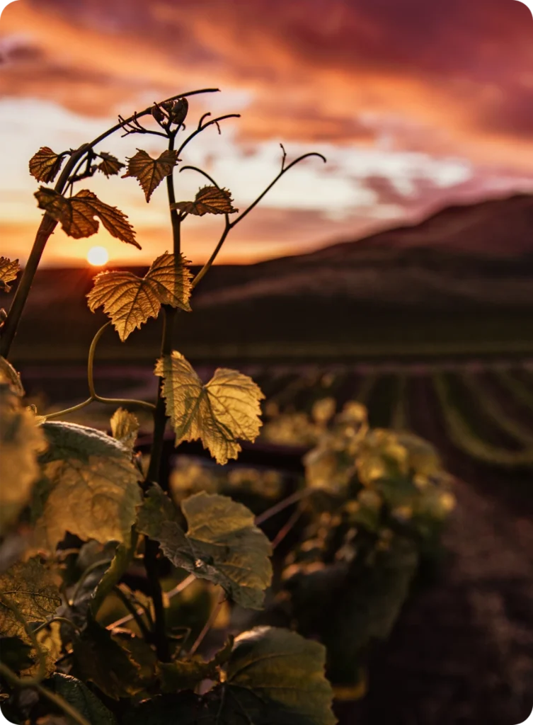 Hazon-Vines-vinyards2