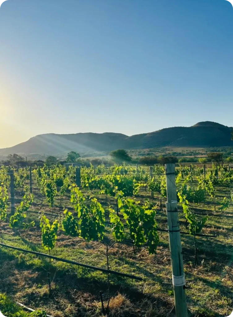 Hazon-Vines-vinyards3