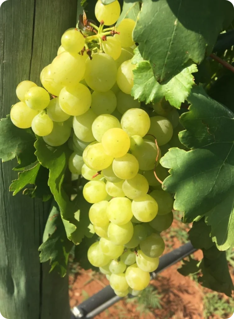 Hazon-Vines-vinyards4